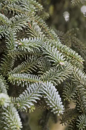 Abies pinsapo 'Kelleriis' - 40-50 CM C7.5 - image 3