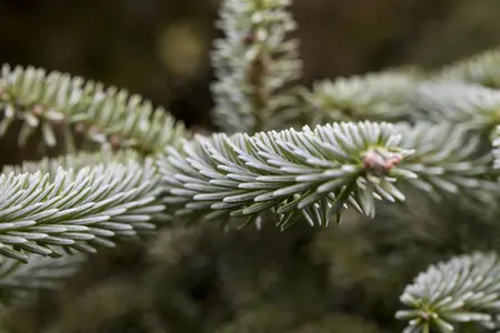Abies pinsapo 'Kelleriis' - 40-50 CM C7.5 - image 2