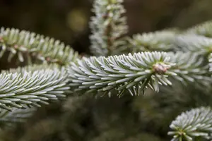 Abies pinsapo 'Kelleriis' - 50-60 CM RB - image 2