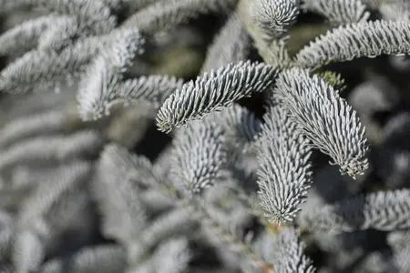 Abies procera 'Glauca' - 25-30 CM C3 - image 2