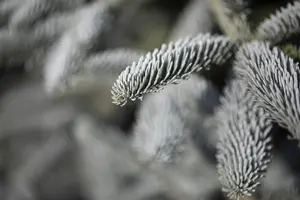 Abies procera 'Glauca' - 25-30 CM C3 - image 3