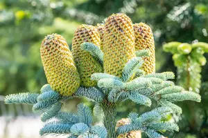 Abies procera 'Glauca' - 25-30 CM C3 - image 4