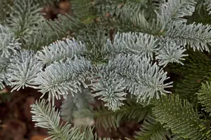 Abies procera 'Glauca' - 5 Ltr pot - image 5