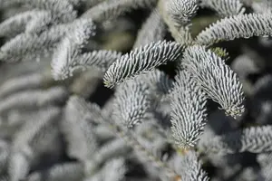 Abies procera 'Glauca' - 5 Ltr pot - image 2