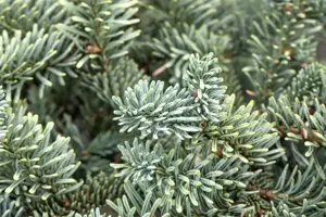 Abies procera 'Glauca' - 40-50 CM C5 - image 5