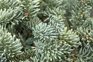 Abies procera 'Glauca' - 25-30 CM C3 - image 5