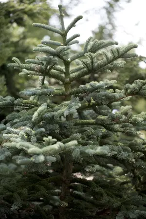 Abies procera 'Procumbens' - 20-25 CM C3 - image 1
