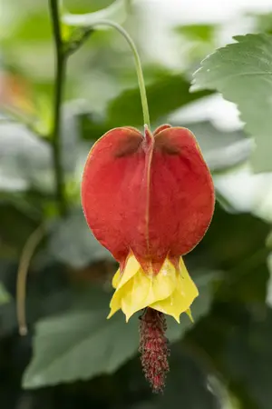Abutilon megapotamicum - 175-200 CM C20 3 CANES - image 2