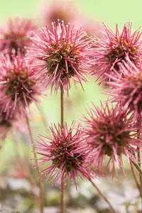 Acaena microph. 'Kupferteppich'