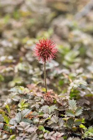 Acaena microph. 'Kupferteppich' - P9 - image 3