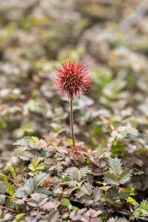 Acaena microph. 'Kupferteppich' - P11 - image 3