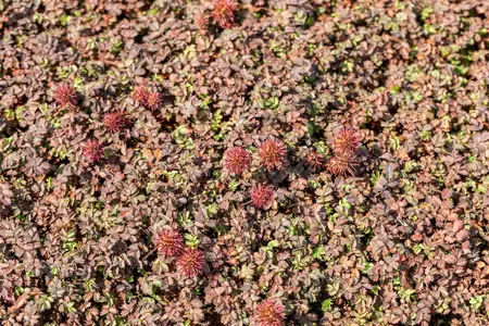 Acaena microph. 'Kupferteppich' - 2 Ltr pot - image 4