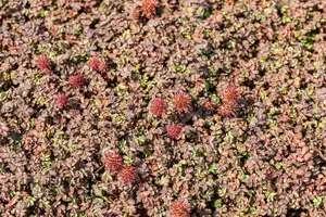 Acaena microph. 'Kupferteppich' - 2 Ltr pot - image 4