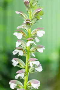 Acanthus hung. 'White Lips' - P9 - image 3