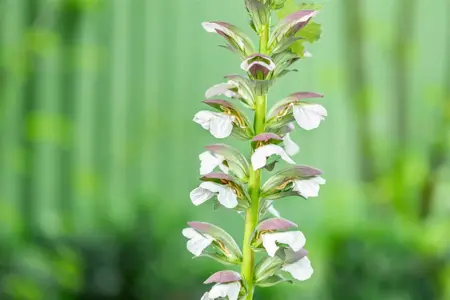 Acanthus hung. 'White Lips' - P9 - image 2