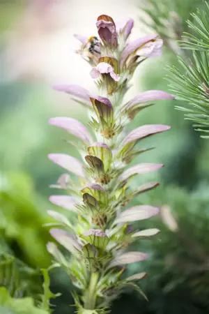 Acanthus hungaricus - P9 - image 2