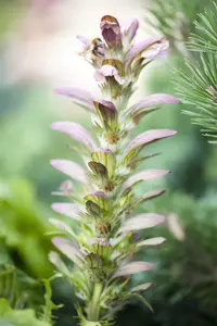 Acanthus hungaricus - P9 - image 2