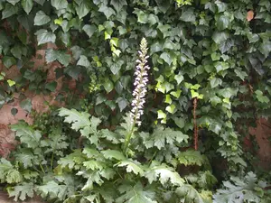 Acanthus mollis - P11 - image 2