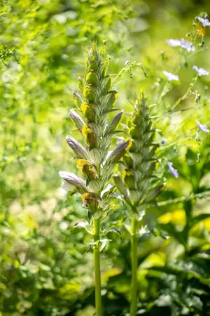 Acanthus mollis 'Rue Ledan'         - P9 - image 2