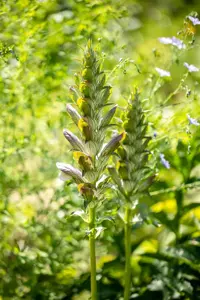 Acanthus mollis 'Rue Ledan'         - P9 - image 2