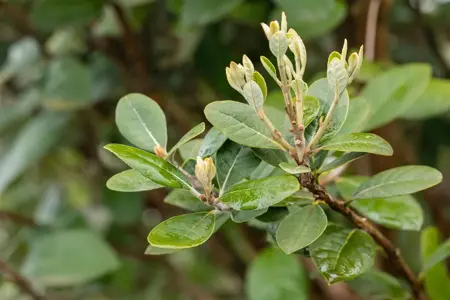 Acca sellowiana - 60-70 CM C12 - image 5