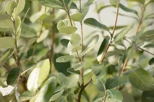 Acca sellowiana - 1/2 STDS C20 - image 3