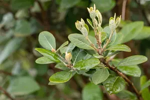 Acca sellowiana - 50-60 CM C10 - image 5
