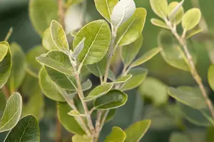 Acca sellowiana - 50-60 CM C10 - image 2