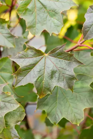 Acer 'Ample Surprise' - STEM 180 CM, GIRTH 6-8 CM C15 - image 5