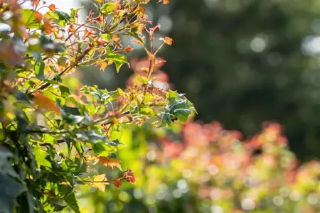 Acer 'Ample Surprise' - 150 CM STEM C10 - image 1