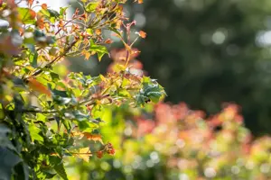 Acer 'Ample Surprise' - 1/2 STDS C10 - image 1