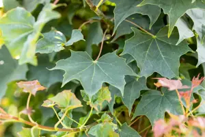 Acer 'Ample Surprise' - STEM 180 CM, GIRTH 6-8 CM C15 - image 2