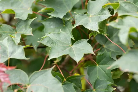 Acer 'Ample Surprise' - STEM 180 CM, GIRTH 6-8 CM C15 - image 4