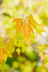Acer buergerianum - 80-100 CM C3 WHIP - image 2