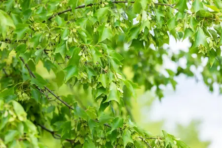 Acer buergerianum - 80-100 CM C3 WHIP - image 4