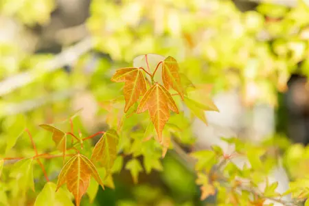 Acer buergerianum - 15-20 CM P9 - image 1