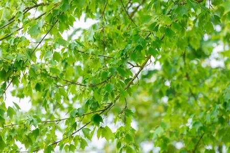 Acer buergerianum - 15-20 CM P9 - image 3