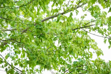 Acer buergerianum - 15-20 CM P9 - image 5
