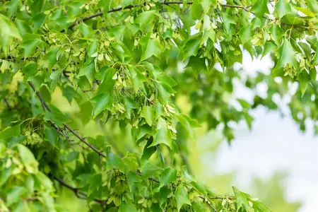Acer buergerianum - 40-50 CM C2 - image 4