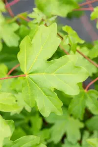 Acer campestre - 125-150 CM C15 - image 2
