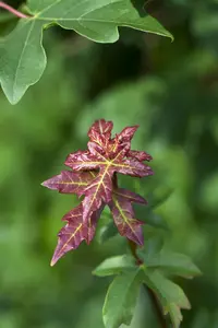 Acer campestre - STDS 12-14 CM TRAINED CONT - image 1