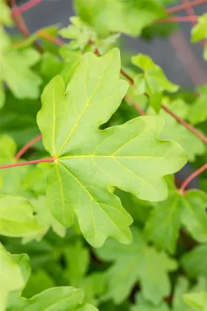 Acer campestre - STDS 12-14 CM TRAINED CONT - image 2