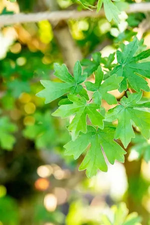 Acer campestre - MULTISTEM 175-200 CM C25 - image 4