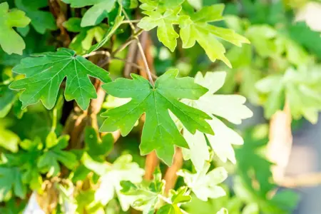 Acer campestre - P9 - image 5