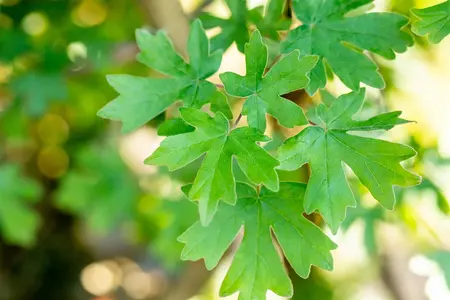 Acer campestre - MULTISTEM 175-200 CM C25 - image 3