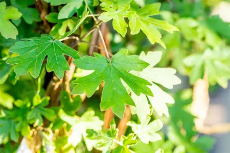 Acer campestre - MULTISTEM 175-200 CM C25 - image 5