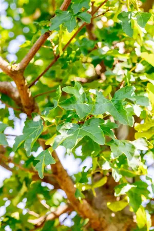 Acer campestre 'Elsrijk' - 175-200 CM BR WHIP - image 4