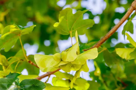 Acer campestre 'Elsrijk' - STDS 6-8 CM CONT - image 2