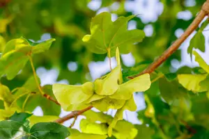Acer campestre 'Elsrijk' - STDS 6-8 CM CONT - image 2