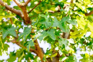 Acer campestre 'Elsrijk' - STDS 14-16 CM RB - image 3